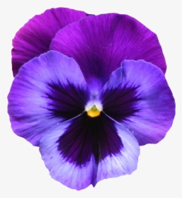 Violet Flower, HD Png Download, Transparent PNG