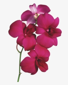 Orchid Flowers Clipart, HD Png Download, Transparent PNG