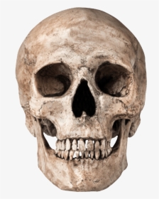 Skull Skeleton Clip Art - Skull Png Transparent, Png Download, Transparent PNG