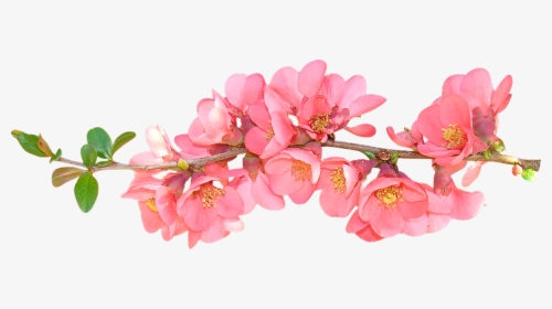 Spring Flower Png - Spring Flowers Transparent Background, Png Download, Transparent PNG