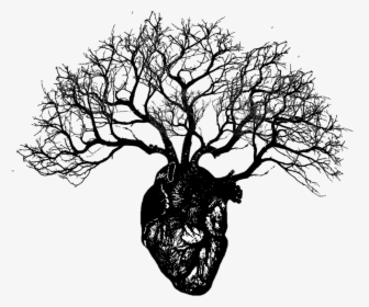 Transparent Png Branches - Human Heart Drawing Png, Png Download, Transparent PNG