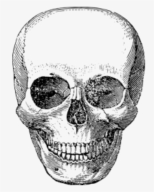 Skull, Skeleton, Vector, Halloween, Horror, Death - Skeleton Face Drawings, HD Png Download, Transparent PNG