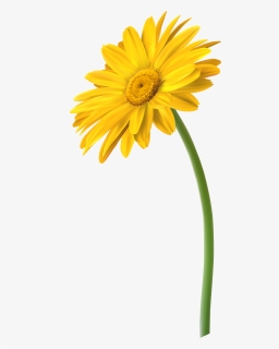 Yellow Daisy Flower Transparent, HD Png Download, Transparent PNG