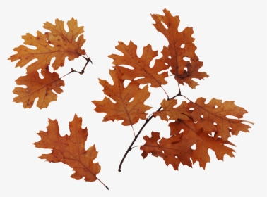 Autumn Png Leaves - Transparent Background Dried Leaves Png, Png Download, Transparent PNG