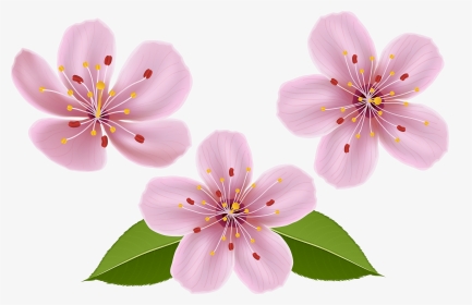 Spring Clip Art Image Transparent Background - Flowers Clip Art No Background, HD Png Download, Transparent PNG