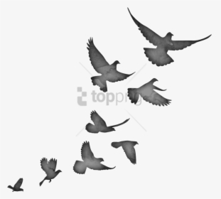Stock-dove - Flying Bird Flock Silhouette, HD Png Download, Transparent PNG