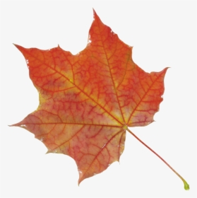 Autumn Png Leaf - Autumn Leaf Png, Transparent Png, Transparent PNG