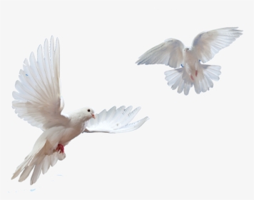 Doves Flying In Sky Png - Flying Bird Dove Png, Transparent Png, Transparent PNG