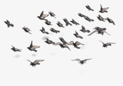 Flock Of Doves Png, Transparent Png, Transparent PNG