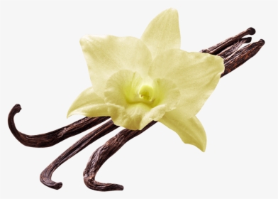 Vanilla Flower - Vanilla Flower Png, Transparent Png, Transparent PNG