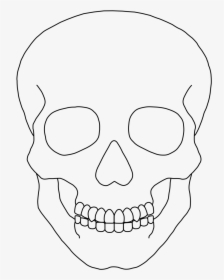 Clipart Skull Basic - Simple Human Skull Drawing, HD Png Download, Transparent PNG