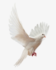 Clip Art Doves Flying Png - Flying White Dove Png, Transparent Png, Transparent PNG