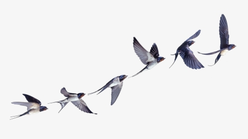 Flight Flock Of Birds Swallow Bird Barn Clipart - Swallow In Flight Tattoo, HD Png Download, Transparent PNG