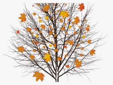 Autumn Tree With Leaves Isolated Object Png - Mensagem De Yla Fernandes De Boa Noite, Transparent Png, Transparent PNG