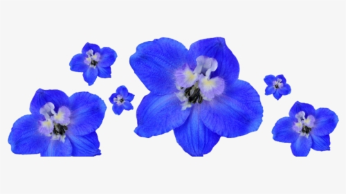 Floresbottom - Lilac Hibiscus, HD Png Download, Transparent PNG