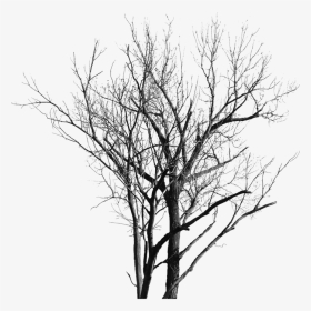 Dead Tree With No Leaves - Gambar Pohon Yg Tak Berdaun, HD Png Download, Transparent PNG