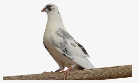 Png, Paloma, White Dove, Dove On Branch, Ave, Feathers - Dove On A Branch Png, Transparent Png, Transparent PNG