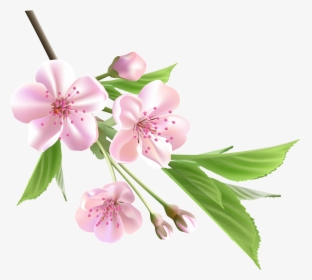 Spring Branch With Pink Tree Flowers Png Clipart - Transparent Spring Flowers Png, Png Download, Transparent PNG
