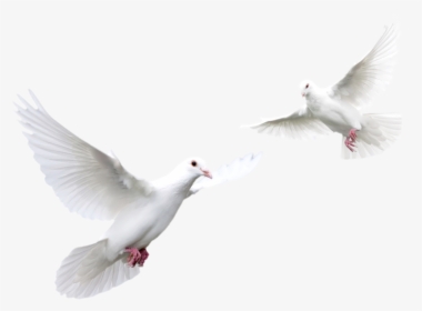 Doves Flying Png - White Doves, Transparent Png, Transparent PNG