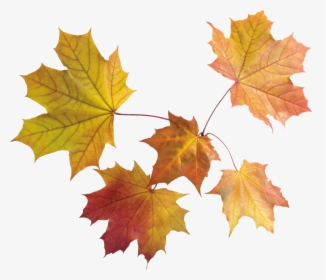 Drawn Maple Leaf Dead Leave - Transparent Background Fall Leaves Png, Png Download, Transparent PNG
