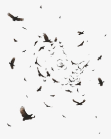 Flock Of Ravens Flying, HD Png Download, Transparent PNG