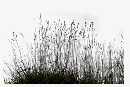 Transparent Grass Background Png - Transparent Long Grass Png, Png Download, Transparent PNG