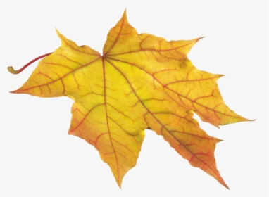Yellow Autumn Png Leaf - Autumn Leaf Png, Transparent Png, Transparent PNG