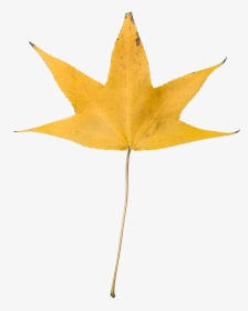 Dry Leaves Falling Png - Dried Leaf Transparent Background, Png Download, Transparent PNG