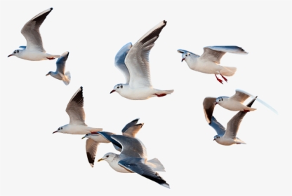 Gull - Birds Flying Images Png, Transparent Png, Transparent PNG