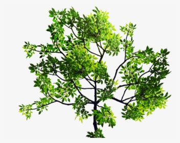 Green Leaves Tree Branch Png Stock Image - Transparent Tree Leaves Png, Png Download, Transparent PNG