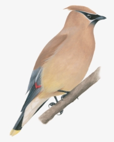 Cedar Waxwing - Cedar Waxwing White Background, HD Png Download, Transparent PNG