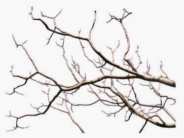 Dead Tree Branch With Transparent Background Png - Tree Branches Transparent Background, Png Download, Transparent PNG