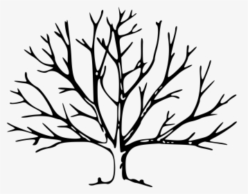 Branch Clipart Outline Trees No Leaves - Tree With No Leaves, HD Png Download, Transparent PNG