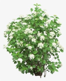 Bush Png Image - White Transparent Flower Bush Png, Png Download, Transparent PNG
