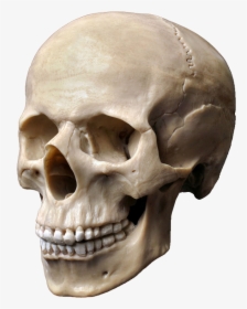 Clip Art Stock Photography Skeleton Head - Skull Stock, HD Png Download, Transparent PNG
