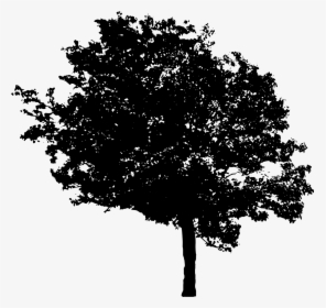 Tree-5 - Portable Network Graphics, HD Png Download, Transparent PNG