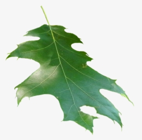 Quercus Rubra Leaf - Leaf, HD Png Download, Transparent PNG