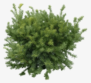 Bush Fir Tree - Green Tree Png, Transparent Png, Transparent PNG