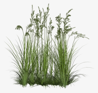 Sweet-grass - Transparent Background Plant Png, Png Download, Transparent PNG