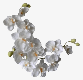 White Orchids On A Branch - Png White Flowers Background, Transparent Png, Transparent PNG