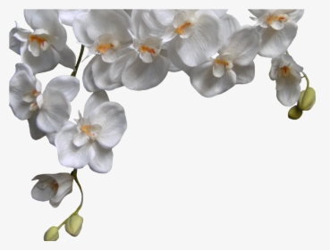 White Orchid Png Phalaenopsis - White Orchid Png, Transparent Png, Transparent PNG
