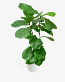 Ficus Lyrata X Small Bush - Fiddle-leaf Fig, HD Png Download, Transparent PNG