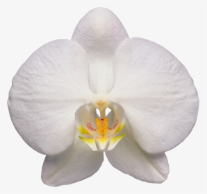 Orchid White Orchid Flower Transparent- - White Orchid Flower Transparent, HD Png Download, Transparent PNG