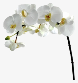 Flower,flowering Plant,moth Orchid,petal,cut Flower,orchids - Orchid Flower White Png, Transparent Png, Transparent PNG