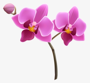 Orchid Flowers Transparent Background Clipart - Transparent Background Orchid Clipart, HD Png Download, Transparent PNG