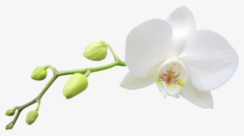 Moth-orchid - White Orchid Flower Png, Transparent Png, Transparent PNG