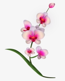 Pink Orchids Png Clipart Transparent Png , Png Download - Clipart Orchid, Png Download, Transparent PNG