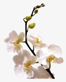 Цветок Орхидеи, Ветка Орхидеи, Белая Орхидея, Orchid - Орхидеи Пнг, HD Png Download, Transparent PNG