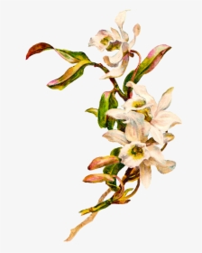 Orchid Flower Clip Art, HD Png Download, Transparent PNG
