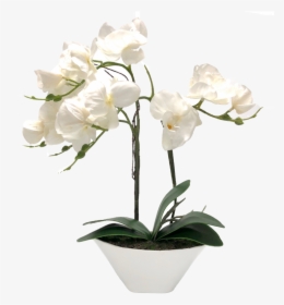 Transparent White Orchids Png - Vase Orchid White Png, Png Download, Transparent PNG